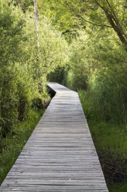     Ormanda ahşap güverte 