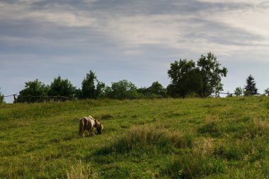 Bir alandaki küçük midilli