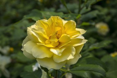     bir bahçe içinde Sari güller 