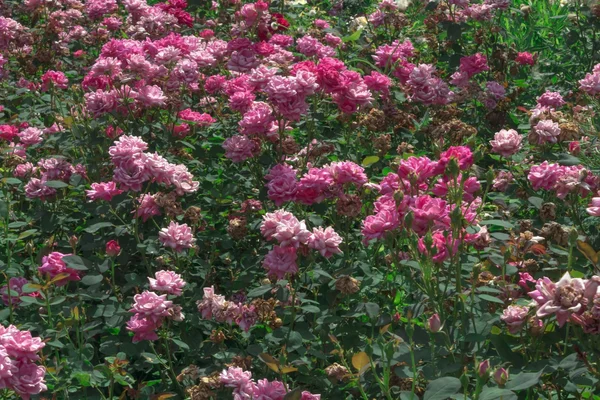 Rosa rosor i en trädgård — Stockfoto