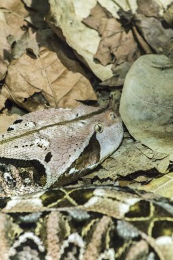     Terrarium içinde zehirli yılan