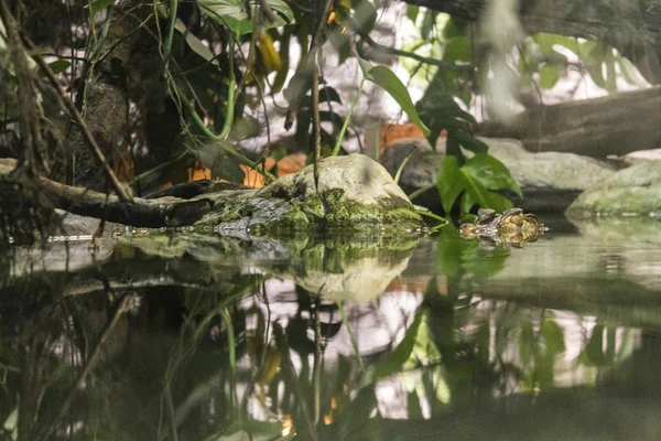 Crocodilo Cayman em ambiente de selva no zoológico — Fotografia de Stock