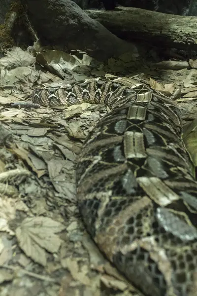 Jedovatý had v teráriu — Stock fotografie
