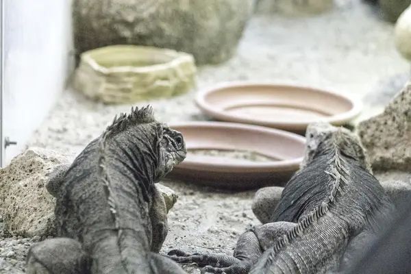 Lagarto en un zoológico — Foto de Stock