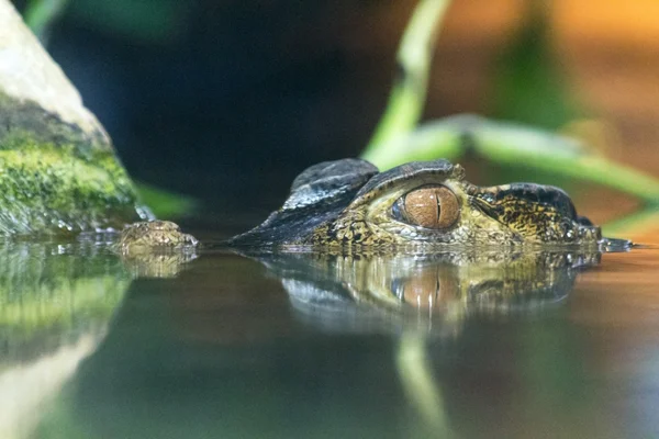 Cayman krokotiili viidakossa ympäristössä eläintarhassa — kuvapankkivalokuva