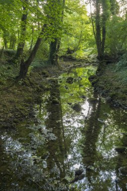     Sakin derin foret akışında 