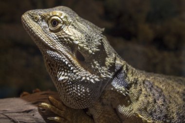     Terrarium içinde merkezi sakallı Ejder 