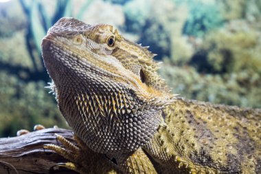     Terrarium içinde merkezi sakallı Ejder 