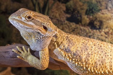     Terrarium içinde merkezi sakallı Ejder 