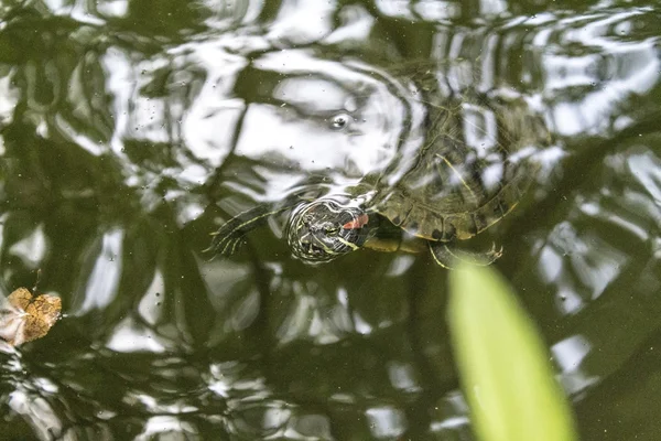 Tortuga del lago en el agua — Foto de Stock