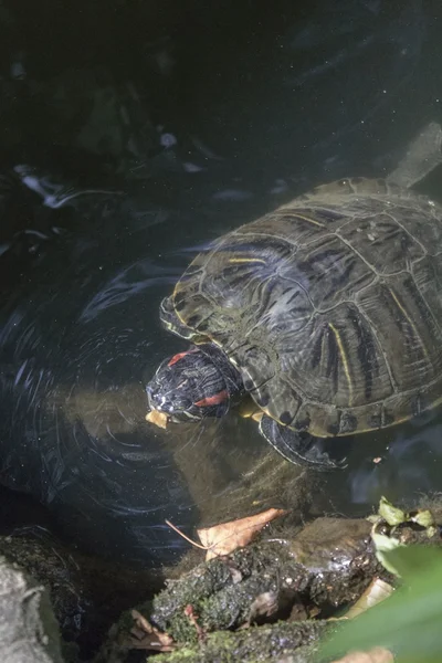 Jeziorem żółwi w wodzie — Zdjęcie stockowe