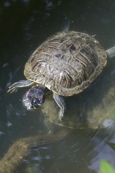 Jeziorem żółwi w wodzie — Zdjęcie stockowe