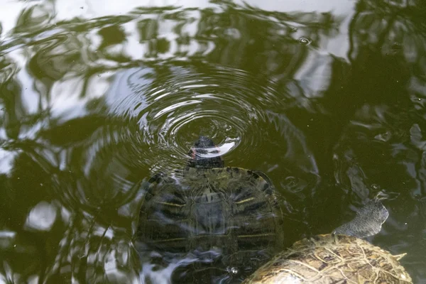 Tortuga del lago en el agua — Foto de Stock