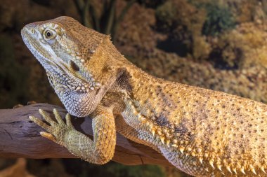     Terrarium içinde merkezi sakallı Ejder 