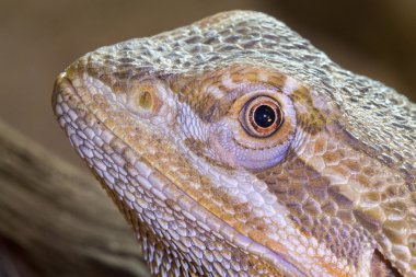     Terrarium içinde merkezi sakallı Ejder 