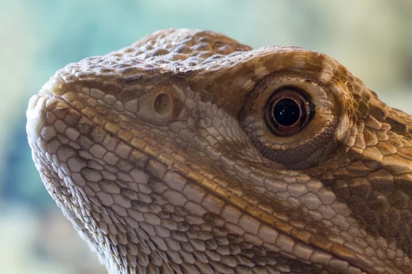 Central bearded dragon in terrarium — Stock Photo, Image