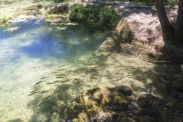 Grupo de peixes em uma água limpa — Fotografia de Stock