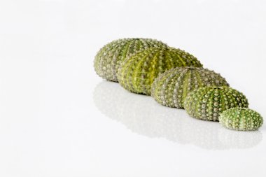 Deniz kestanesi kabuğu