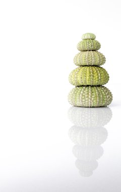 Deniz kestanesi kabuğu