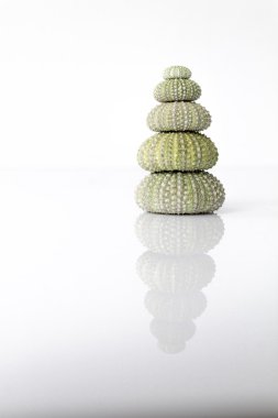 Deniz kestanesi kabuğu