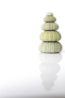 Deniz kestanesi kabuğu