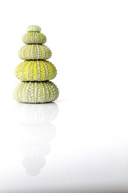 Deniz kestanesi kabuğu