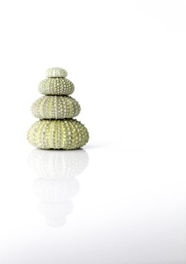 Deniz kestanesi kabuğu