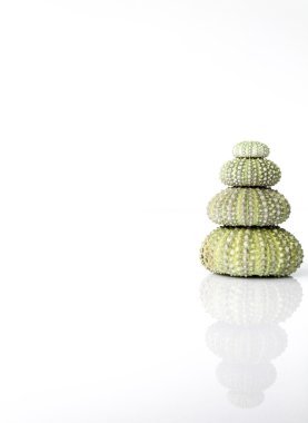 Deniz kestanesi kabuğu