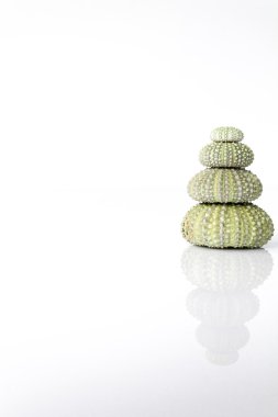 Deniz kestanesi kabuğu