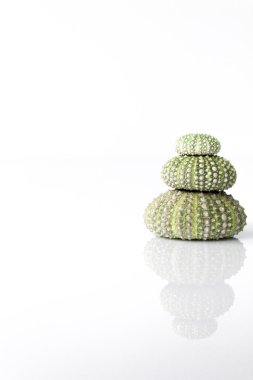 Deniz kestanesi kabuğu