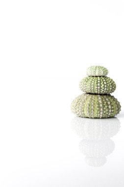 Deniz kestanesi kabuğu