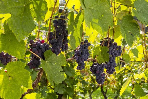 Uvas de vinha — Fotografia de Stock