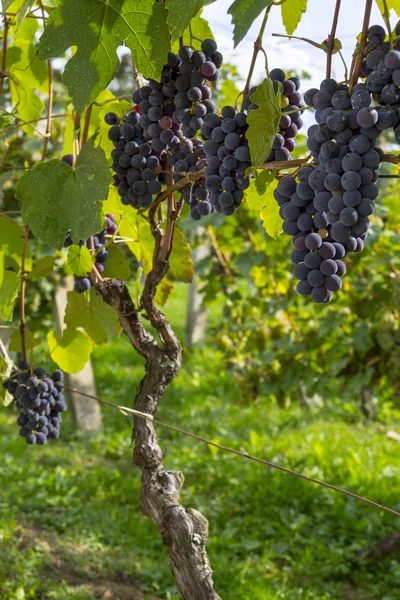 Uvas de viñedo — Foto de Stock