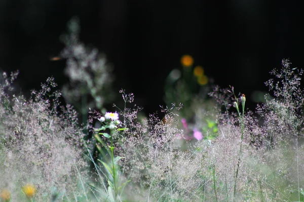 花と草 — ストック写真