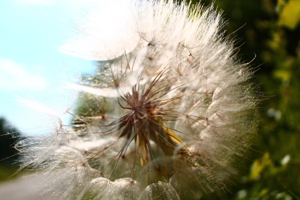 Dandelion — Stock Photo, Image