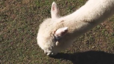 Slovenya 'da Bir Çiftlikte Yeşil Çayırda Otlanan Alpakalar