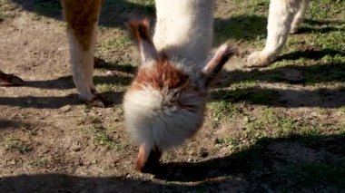 Slovenya 'da Bir Çiftlikte Yeşil Çayırda Otlanan Alpakalar