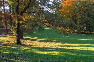 güzel sonbahar ağacı