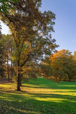 güzel sonbahar ağacı