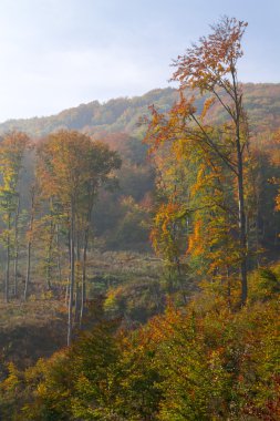 Sonbahar Ormanı 'nın Renkleri