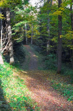 Sonbahar Ormanı 'nın Renkleri