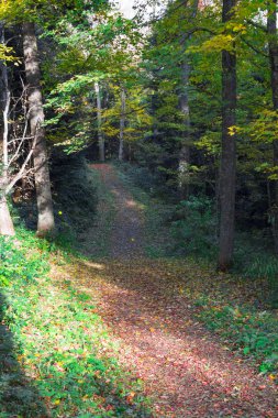 Sonbahar Ormanı 'nın Renkleri