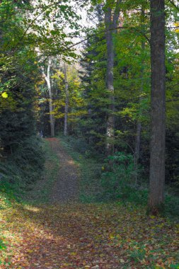 Sonbahar Ormanı 'nın Renkleri