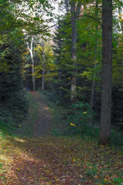 Sonbahar Ormanı 'nın Renkleri