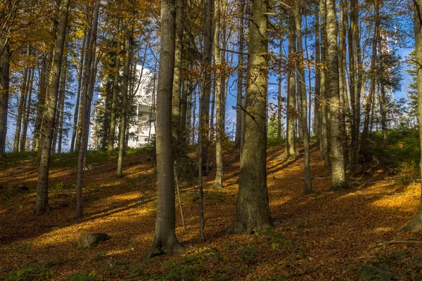 Colores del bosque de otoño —  Fotos de Stock