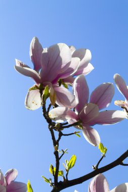 Manolya ağacı çiçeği