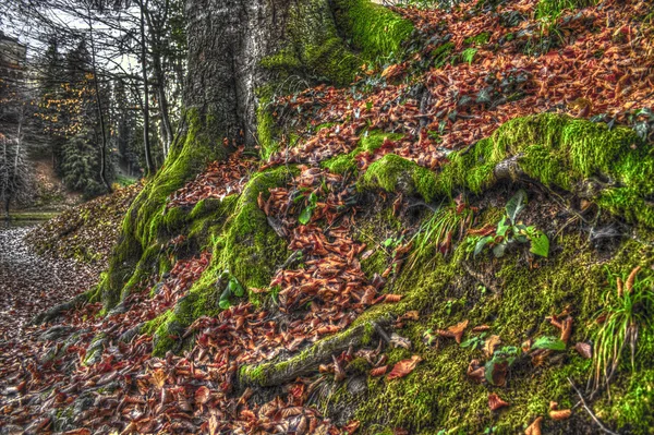 Hermosa escena del árbol musgoso —  Fotos de Stock