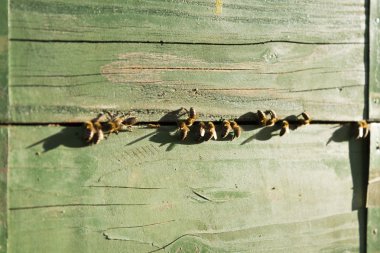 Güneşli bir arı kovanı