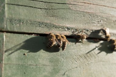 Güneşli bir arı kovanı