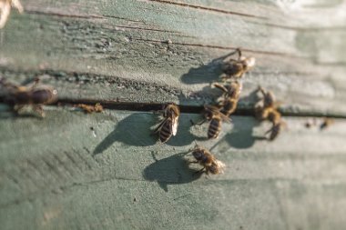 Güneşli bir arı kovanı